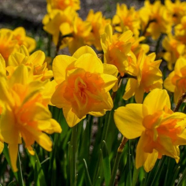 Daffodil Queen's Day - 3 Bulbs